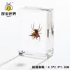 Artesanías de especímenes, insectos reales, escarabajo ciervo, escorpión, escarabajo, araña, regalos de enseñanza de ciencias biológicas, adornos de resina