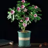 Plantas grandes en maceta con borde dorado, fragancia fuerte, con capullos de flor, aptas para uso interior y exterior, plantas maduras para admirar las flores, resistentes al frío, florecen todo el año
