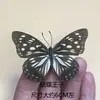 Venta Directa al Por Mayor de Fábrica de Especímenes Reales de Mariposas con Alas Extendidas, Diversos Insectos y Escarabajos, Accesorios para Fotos, Educación Científica, Especímenes Naturales
