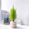 Plantas Verdes para Escritório Pinheiro Perfumado Purificam o Ar, Mesa Linda e Fácil de Manter, Plantas em Vaso Perenes Estilo Escandinavo Descompressão Preguiçosa para Todas as Estações