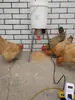 Dispositivo Automático de Alimentação para Frangos, Patos, Gansos, Pombos, Cães e Gatos com Wifi, Sistema de Alimentação e Dispensação Remota Cronometrado e Quantitativo para Criação de Frangos