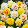 Bulbos de Narciso Importados, Plantas em Vasos Hidropônicos, Pétalas Duplas, Florescendo em Todas as Estações, Varandas Internas e Externas, Florais e Plantas Fáceis de Cultivar, Resistentes ao Frio