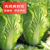 Sementes Atacado de Repolho Chinês do Norte para Plantio de Outono, Repolho Verde de Tianjin, Repolho Bebê, Sementes de Repolho de Coração Amarelo