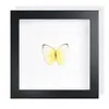 Mariposa Cola de Golondrina Banda Verde Espécimen de Mariposa Real Producto Terminado Decoración de Regalo Arte de Pared Pintura Decorativa Regalo de Cumpleaños para Niñas Amigas