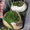Macetas Pequeñas de Inspiración Zen, Macetas de Piedra, Macetas para Suculentas, Macetas para Juncos, Macetas para Hierba del Dinero, Macetas de Piedra Natural para Acuarios, Macetas Creativas para Narcisos