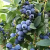 Rei da Mirtila Alpina Mirtilas Frescas de Yunnan Estão na Temporada L25 Fruta Fresca com Aroma Floral Adequada para Grávidas Ameixa Azul Yi Ke 9
