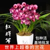Mudas de Orquídea, Pétalas de Lótus de Orquídea, Coloridas e Exquisitas, com Botões de Flor à Venda, Flor Fragrante de Interior e Planta Verde Plantas em Vasos