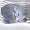Pétalas da cabeça da flor Phalaenopsis acessórios de flor material de flor grampo de cabelo feito à mão diy decoração de adereço de cabeça material de flor