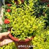 Plántulas de ligustro dorado (envío directo). Ligustro dorado brillante para patio, balcón, resistente al frío y al calor, perenne todo el año.