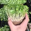 Dropshipping Planta hidropónica Hierba de dinero de cobre Hierba de dinero con hojas Plantas florales y verdes de interior criadas en agua Oficina en maceta Cuatro