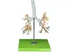 Laringe con Tráquea, Modelo de Bronquios, Material de PVC, Modelo Anatómico del Sistema Respiratorio