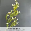 Flores Artificiales Color Champán para Bodas al Aire Libre, Decoraciones de Fondo de Boda, Adornos para Sala de Estar en Casa, de Alta Gama y Realistas