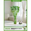 Planta Hidropónica de Bambú Rica para Sala de Estar, Bambú de Tallo Grueso que Atrae la Fortuna con Raíces, , Bambú Alto, Planta Verde Cultivada en Agua, Bambú que Transfiere la Fortuna