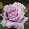 Hacker Queen Jugo Rosa Maceta Balcón Patio Villa Flor Planta Cuatro Estaciones Dropshipping
