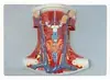 Modelo Muscular Interespacial, Modelo de Anatomia Muscular Humana, Anatomia Muscular Humana