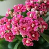 Flor de la Longevidad en Maceta con Doble Pétalo, Flor Grande Zorro Dorado con Capullos, Planta con Floración Fácil de Cultivar para Interiores que Florece en Todas las Estaciones