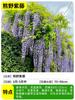 Dropshipping Plantas de Semillero de Tigre Trepador de Pared Hiedra Trepadora sin Hojas Plantas Jóvenes Semillas Todo el Año Enredaderas Trepadoras de Patio