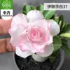 Planta en Maceta Rosa del Desierto con Doble Pétalo, Planta Verde Resistente a la Sequía, Fácil de Cuidar en Interiores o en el Balcón, Planta Suculenta Fácil de Mantener en Verano