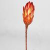 Flor de Princesa Hecha a Medida Sudáfrica Importado Flor de Loto de Nieve Planta Natural Flor Real Flor Seca Flor Inmortal Material Lujo Accesible Decoración Suave