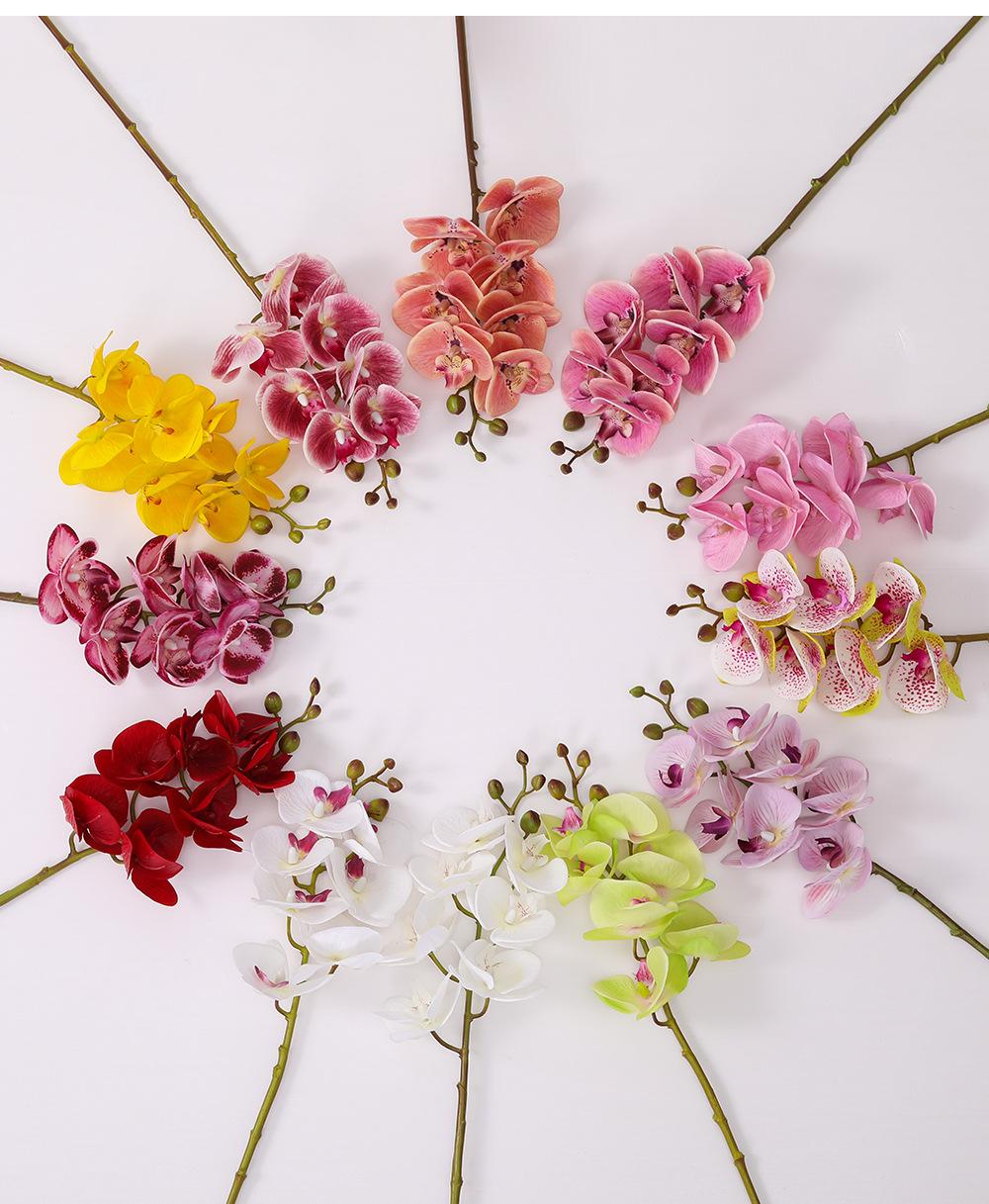 小7头蝴蝶兰详情图