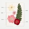Gerbera Flor Seca Estampada Espécimen de Planta Natural Adhesivo Hecho a Mano para Niños Florería Hecho a Mano Salón