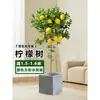 Planta de Limoeiro em Vaso com Frutos, Planta Verde Comestível, Grande para Sala de Estar Interna Varanda, Planta de Floração Quatro Estações, Fácil de Manter