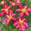 Bulbos de Lirio de Lluvia Grado A+ Doble Pétalo En Maceta Interior Balcón Floración Cuatro Estaciones Fácil de Cultivar Flores de Bulbo para Principiantes Venta al por Mayor
