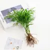 Vaso de Vidro Hidropônico Transparente Minimalista Criativo para Cultivo de Plantas Verdes Como Jiboia, Osmanthus e Pinheiro Arhat