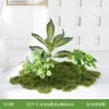 Simulación de Combinación de Plantas Verdes Paisajismo Plantas Falsas Musgo Biónico Rincón Interior Debajo de las Escaleras Micro-Paisaje Decoración Plantas Pequeñas en Maceta