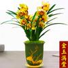 Orquídea Super Fragante y Preciosa [Jinyumantang] Fragancia Fuerte Flor Grande Maceta Florales de Interior Jianlan Planta Verde Orquídeas