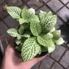 Plantas de Piedra Absorbente Plantas Verdes Piedra de Agua Acuaterrario Tanque de Selva Rocalla Paisajismo Musgo Helecho Micro-paisaje Plantas de Bonsái