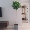 Plantas en Maceta de Limonero Árboles Verdes con Forma de Árbol para Interiores y Exteriores que Dan Fruto en Todas las Estaciones, Plantas Verdes Frutales para Consumo en Patio Balcón