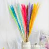 Caña Blanca Venta al Mayoreo Caña Pequeña Pastizal de Pampa Color Caña Flor Eterna Amazon para Flor de Caña Venta al Mayoreo