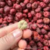Vagens de Sementes de Plantas de Natal, Espécimes de Flores Secas, Pinhas, Cipó de Jardim de Infância, Sementes de Soja, Kit de Materiais para DIY, Adereços de Fotografia
