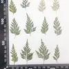 Folhas de Samambaia Cauda de Lobo, Flores Secas, Espécimes de Plantas em Relevo, Flores Secas Coladas, Capas de Celular, Manicure Artesanal para Jardim de Infância
