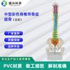 Esqueleto Humano Columna Vertebral Colorida Mediana Colección de Columna Vertebral Colgante Vertical Equipo de Enseñanza Ortopédica