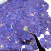 Pacote de Material DIY de Flor Seca Flor Real Prensada Espécime de Planta Relevo Ornamentos Decorativos Andorinha Voadora Flor Feita à Mão Atacado Transfronteiriço