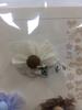 Flor de Tecido Feita à Mão Acessórios DIY com Renda de Folha Camélia Acessórios de Vestuário Acessórios Renda de Folha Única Flor de Gaze