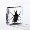 A Fábrica de Artesanato Zhongkun vende espécimes de insetos genuínos como itens decorativos, embutidos em resina de alta transparência, como brinquedos científicos educativos para crianças.