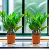 Árbol del Dinero Oficina Maceta Planta Alta Flor de Interior Sala de Estar Planta Verde Grande Venta al por Mayor Cadena de Dinero Árbol de la Fortuna