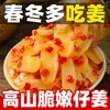 Rodajas de Jengibre Picado Chile Especialidad de Hunan Jengibre Tiernos Picantes Ácidos Rodajas de Jengibre Tiernas Listas para Comer Plato para Arroz Jengibre Encurtido de Granja Jengibre Tiernos Marinados Rodajas de Jengibre Joven