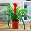 Plántulas de palma roja de la suerte en macetas grandes, adecuadas para exhibición en la sala de estar, flores y plantas hidropónicas cultivadas en casa, fáciles de cuidar en interiores y prosperan en todas las estaciones.