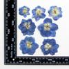Diretamente do Fabricante, Material para Relevo de Flores Secas, Marcador de Página de Flor Seca Andorinha, Adesivo DIY, Porta-Retrato Floral para Maquiagem, Relevo de Flores
