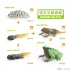 Juguete modelo de animal pequeño simulación ciclo de vida crecimiento rana tortuga pollo Montessori material didáctico preescolar venta al por mayor