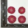 Pacote de Material de Cola DIY Embossado com Flor Seca Rosa Decoração de Pintura para Porta-Retrato Luminária de Mesa Rosa Espécime de Planta
