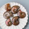 Fóssil de Caracol Natural de Madagascar Caracol Amonite Concha Fóssil Paleontológico Amostra Pedra Original Fábrica Atacado