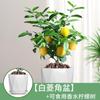 Dropshipping Pequena Muda de Limão Pequena Árvore de Kumquat Hainan Pequena Árvore de Limão Verde Laranja Árvore de Frutas em Vaso para Varanda Mudas de Frutas