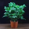Árbol de la Paz en Maceta para Interior Sala de Estar Árbol de la Felicidad en Maceta Planta Grande Planta Verde Perenne Envío Gratis Liquidación de Tocón Viejo