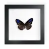 Mariposa Real, Especie Preciosa de Verano, Mariposa Rara, Mariposa Pequeña de Cinta Verde, Adorno de Escritorio, Espécimen de Regalo, Pintura Decorativa, Espécimen de Mariposa