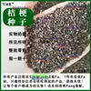 Sementes de Platycodon Recém-Produzidas, Sementes de Vegetal Goubao, Sementes de Platycodon, Sementes de Flor de Platycodon, Materiais Medicinais Chineses, Sementes de Platycodon, Flores Medicinais e Alimentícias